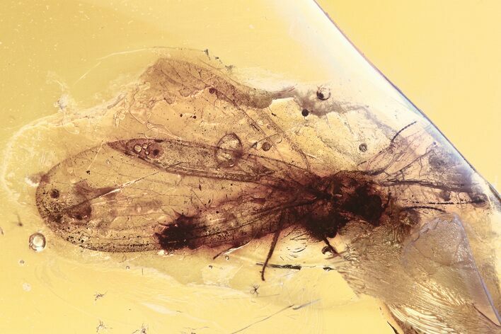 Detailed Fossil Lacewing (Nevrorthidae) In Baltic Amber #300709